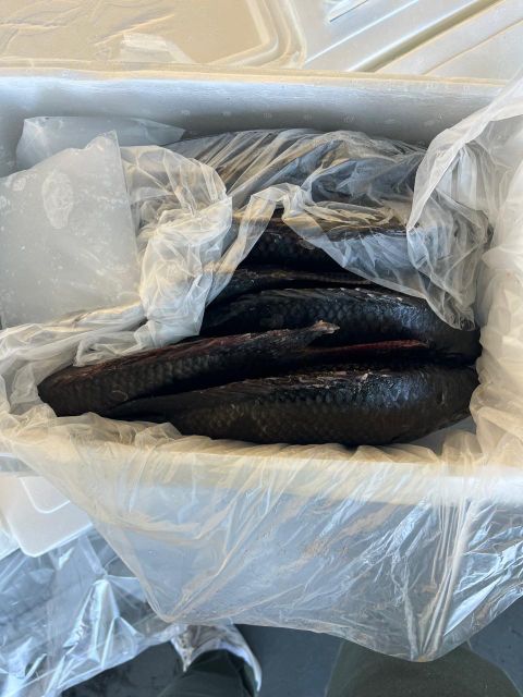 Pacu / Cachama Flavor Mild Meat Type White Meat Weight Range 400 - 800 G Per Unit Color Bright Silver Skin, Deep Red - Image 2