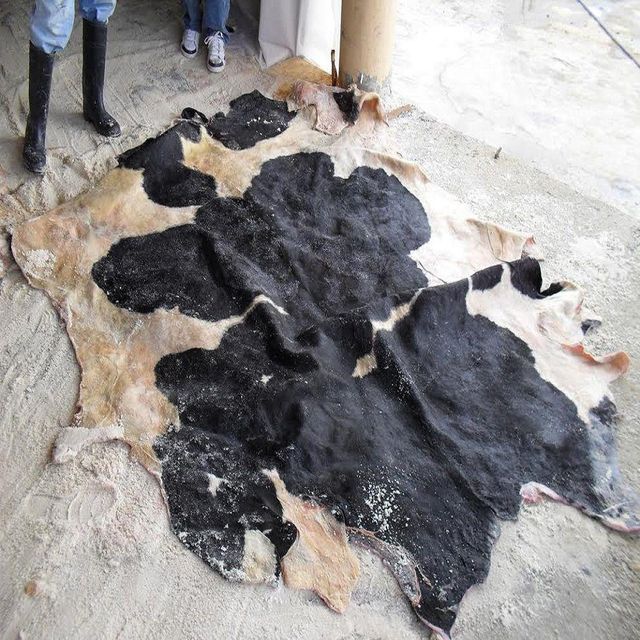 Wholesale Wet Salted Donkey Hides & Dry Salted Donkey Skins Premium Quality Animal Hides Leather Manufacturing Export - Image 5