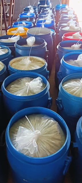 Aloe vera pulp - Image 2