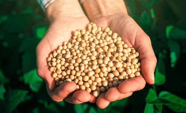 Gmo Soybean - Image 4