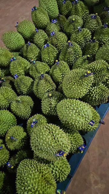 fresh frozen durian Type A,B,C Packaging 15kg Weight (kg) - Image 2