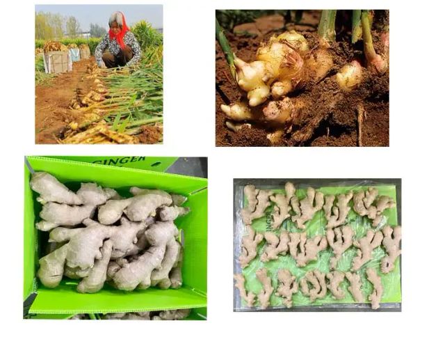 2026 Fresh Ginger Cheap Price Supplier High Quality Ginger Wholesale Price Export to Egypt - Image 4