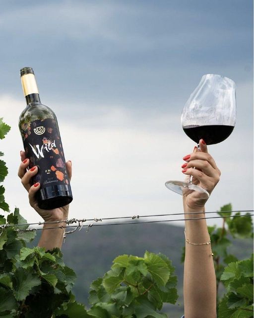 Wild Feteasca Neagra 2023 14%Alc still dry wine Color Dark Ruby Red Shelf Life Unlimited Variety Fetească Neagră Aftertaste Long And Velvety - Image 5