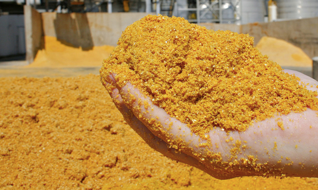 DDGS Powder For Cattle Feed - Image 2