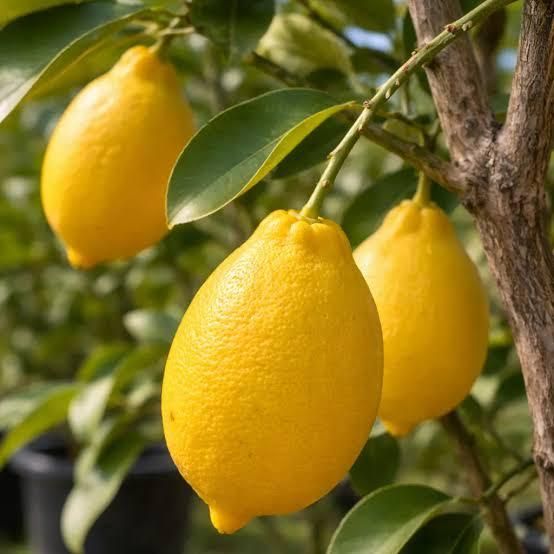 Fresh Eureka Lemon From THAI Color Yellow Harvest Time Sep Shelf Life 2 YEARS Features Gluten-Free Aroma Strong Fragranc - Image 4