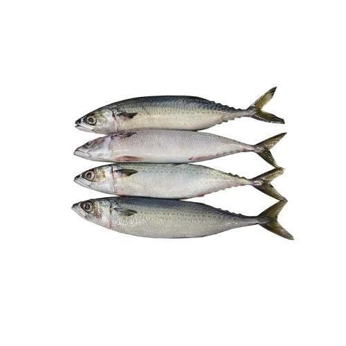 Hot Sale Seafood Frozen Whole Round Pacific Fish Mackerel - Image 1