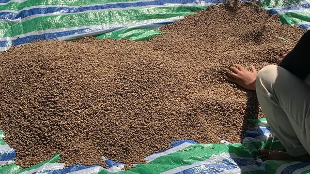 Arabic Coffee Beans - Image 3