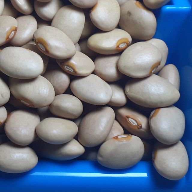 Wholesale Ethiopian High Quality Cream Beans Fresh Kidney Red and White Beans Common Cultivation Type - Image 4