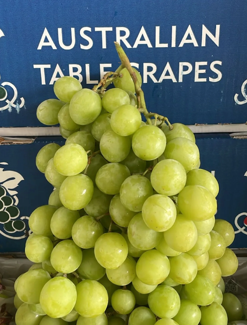 Thompson Seedless Premium Australian Green Grapes 5Kg Export Quality,Premium Table Grapes On Sale - Image 2
