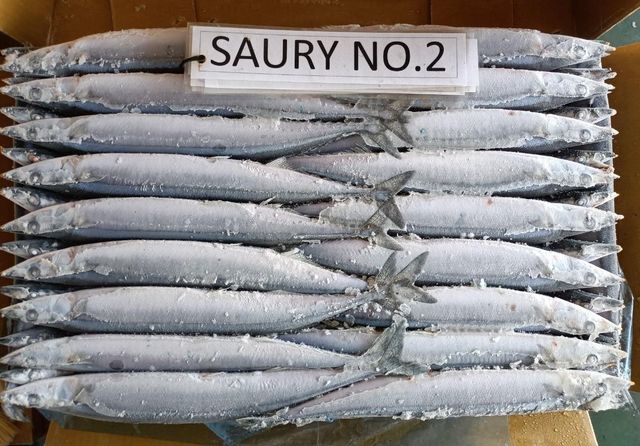 FROZEN PACIFIC SAURY Shelf Life 24 MONTHS Preservation Method Frozen Sourcing Sustainably Sourced Processing Type WILD CAUGHT, IQF - Image 1