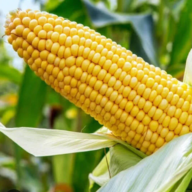 Fresh harvested yellow maize for international bulk export - Image 3