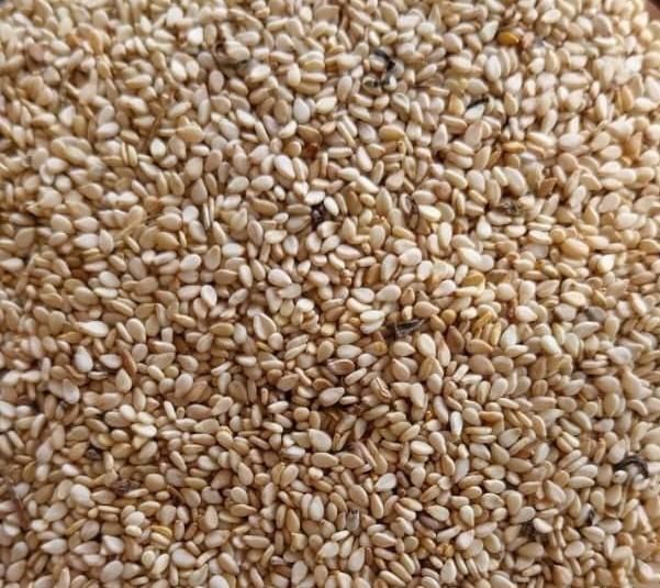 Semsem Seed - Image 1