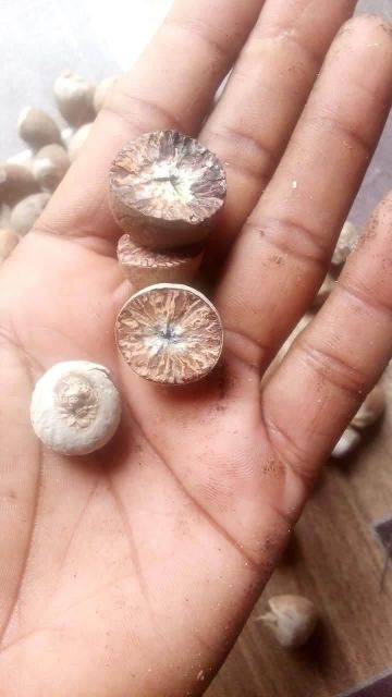 Areca nut - Image 3