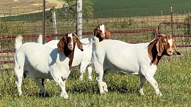 Superior Live Milking Boer  Goats Farm Raised Healthy Dairy Livestock  Cheap Price Offer for export worldwide - Image 4