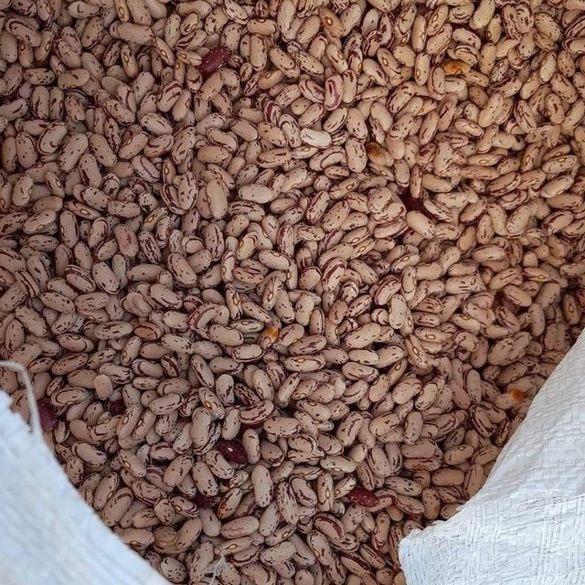 Dried Sugar Beans With Long Shelf Life And High Purity For Export And Wholesale Distribution Markets - Image 2