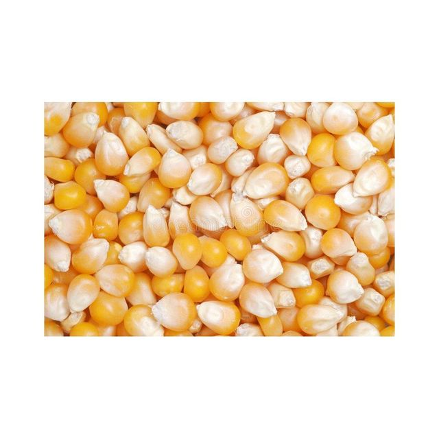Bulk yellow corn prepared for distributors and retailers with reliable supply - Image 4
