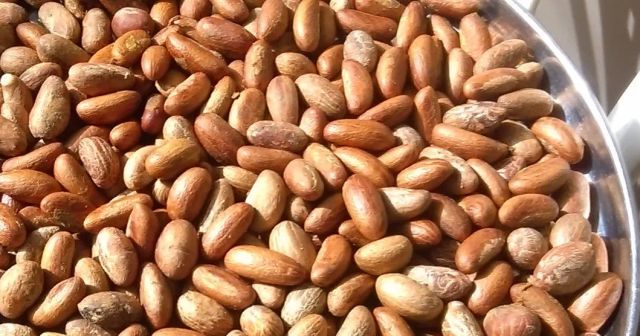 Direct Supplier Quality Bitter Kola Nut in Big Bags / African Bitter Cola Nuts Raw Kola Nuts for Sale - Image 2