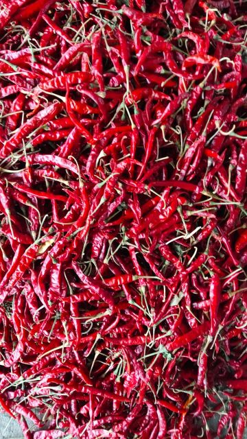 Dry Red Chillies (Teja, Sannam, Kashmiri and Byadgi) Length 5 To 8 Cm, 6 To 9 Cm Packaging 25/50 KG BAGS OR AS PER REQUIREMENTS - Image 4