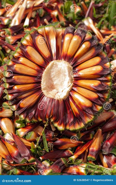 Brazilian Pine Nuts (Pinhão) - Origin from Southern Brazil - Image 5
