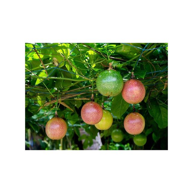 Fresh passion fruit available in bulk for export to juice and fruit markets - Image 4