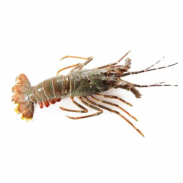 Premium Bulk Frozen Whole Spiny Lobster Wild Caught Ocean Fresh Seafood For Restaurants Catering Wholesale - Image 3