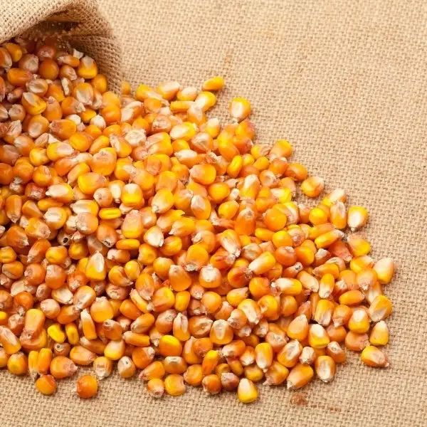 Yellow Maize Available Huge Quantities - Image 2