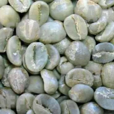 Organic Arabica Coffee Bean Color Green Grade A and B Weight (kg) 50 Variety Arabica Type Coffee Bean Model Number BPL Brand Name - Image 1
