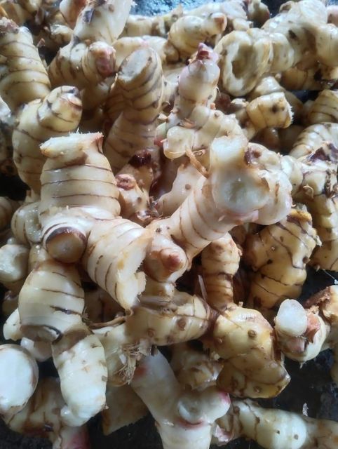 Fresh Galangal Grade Export Quality Type Fresh / Wet Galangal Aroma Fresh, Strong & Aromatic Botanical Name Alpinia Galanga - Image 3