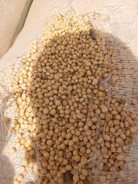 Soybean Purity 99% Max Drying Process Natural Moisture Content Less Than 10% Processing Type Machine cleaned Delivery Time To Pol 1 Week To Pol - Image 2