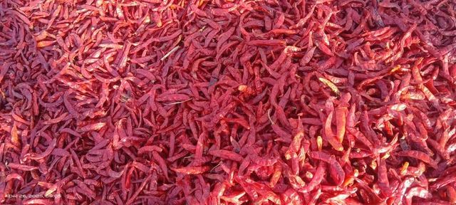 Dried red Chili - Image 1