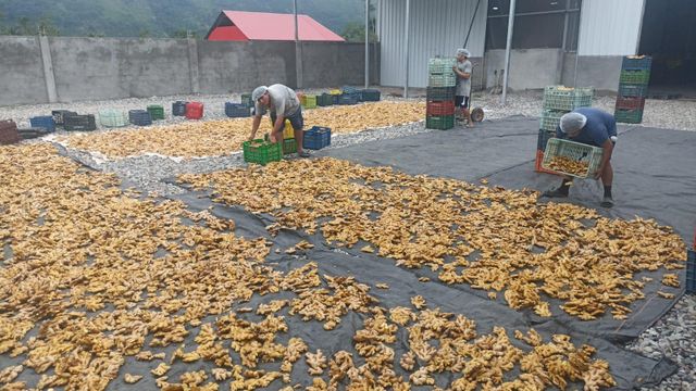 Fresh Ginger - Image 5