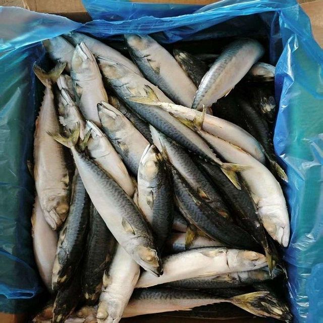 Frozen Pacific Mackerel Fish Available With Natural Taste Rich Nutrition And Reliable Seafood Solution For Retail - Image 4