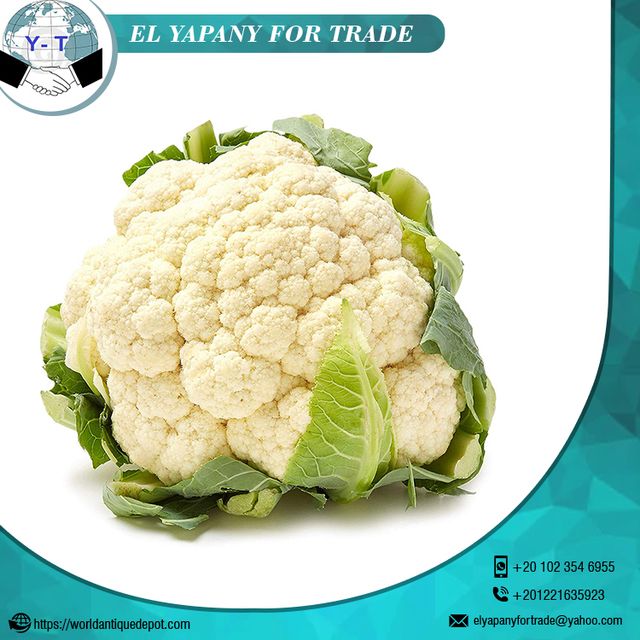 Egypt Quality Fresh Cauliflower Style Fresh Weight (kg) 1.5 Certification BV Place of Origin Egypt Cultivation Type - Image 2