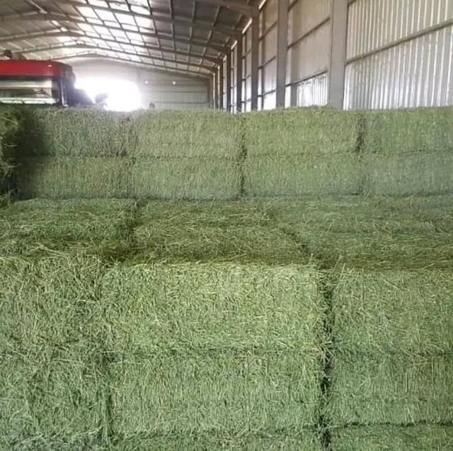 Premium Alfalfa Hay Bulk Packaging High Quality Wholesale Price - Image 2