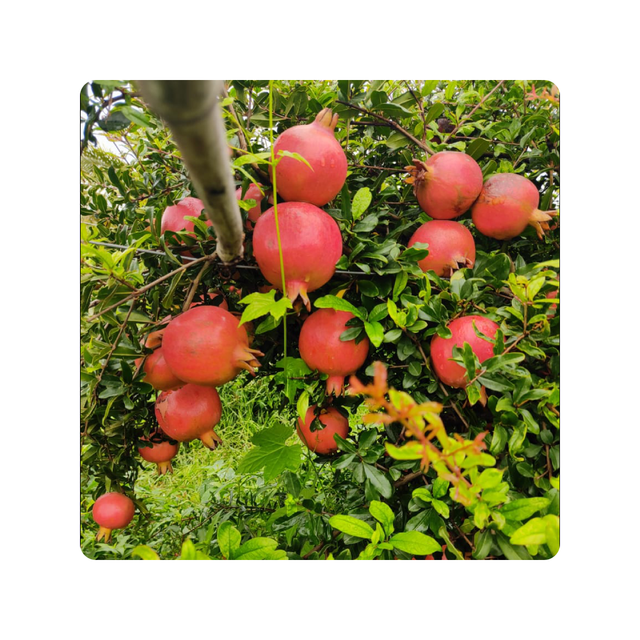 Whole New Season For Fresh Pomegranate Premium Quality with cheap Price Natural Healthy Fruits - Image 2