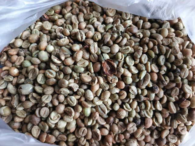Green coffee FINE ROBUSTA G1 & ROBUSTA G1 - Image 2