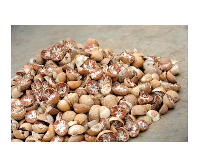 Whole Dried Betel Nut (Areca Nut) - Grade A (80+ 90-95% Good Quality) - Low Moisture - Origin Indonesia - Image 3
