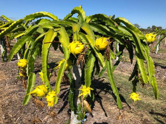 High Quality Fresh Yellow Dragon Fruit Best Price Pitaya with GAP Certification for Plant Application Exported from Vietnam - Image 5