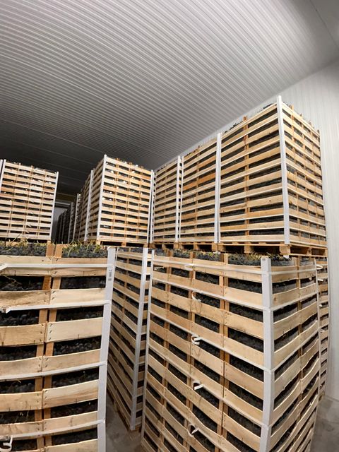 Fresh Black Grapes Shape coni Box Weight 9.5 Kg Boxes Per Pallet 96 Packaging Wooden Boxes Place of Origin Moldova Pallet Type Euro Pallet - Image 3