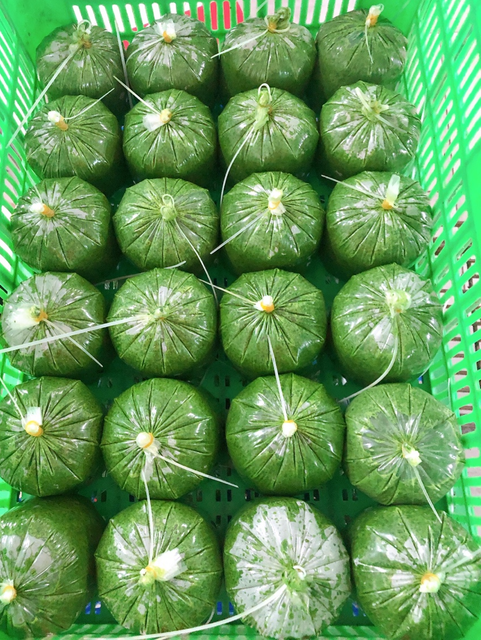 FROZEN GROUND CASSAVA LEAVES FACTORY VIETNAM TAPIOCA LEAVES HIGH QUALITY CHEAP PRICE - Whatsap 0084989322607 - Image 4