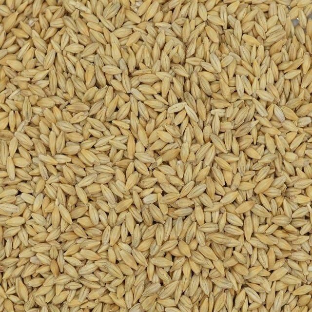 Super Export Premium Organic Dried Barley Malt Seeds-60-65% Protein Animal Feed 25kg/50kg Bags - Image 4