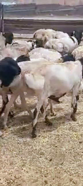 Refede Sheep, Black head sheep, Goat - Image 1