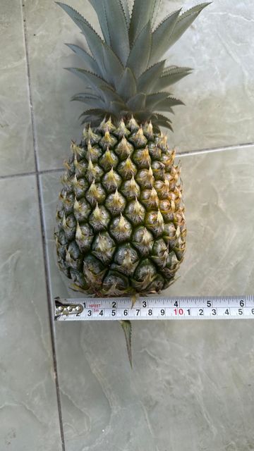 Bulk Price Fresh Pineapple - Image 3
