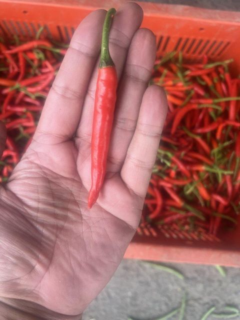 BIRD EYE CHILLI - Image 4