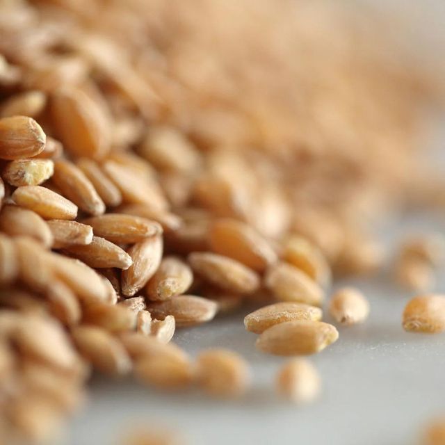 Top Quality Durum Wheat Grain For Export Markets With Strong Demand And Reliable Supply - Image 2