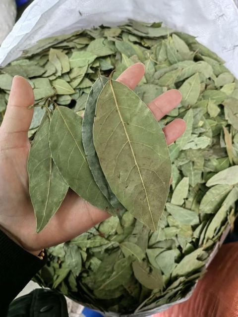 Dried Bay Leaves (Laurel Leaf) – Premium Export Grade, Whole Leaf, Egypt Origin - Image 2