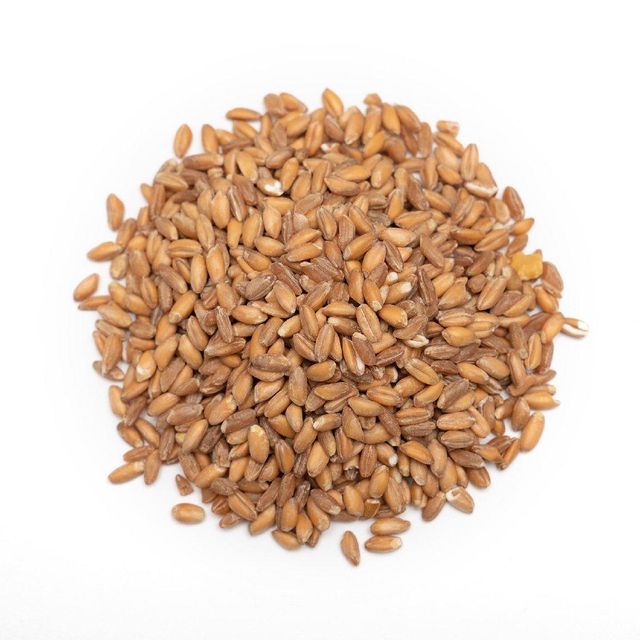Bulk Supply Of Fresh Durum Wheat With High Purity And Excellent Quality Premium And Natural Wheat For Export - Image 4