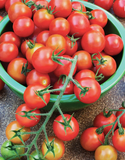 Wholesale Supplier of Fresh Tomato / Cheap Fresh Tomato. Fresh Tomato For Sale. Free Shipping Worldwide - Image 3