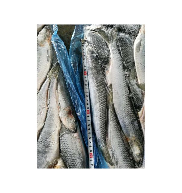 Frozen Herring Fish Carefully Processed Whole Fish With Clean Texture And Fresh Taste For Wholesale Seafood Buyers - Image 5