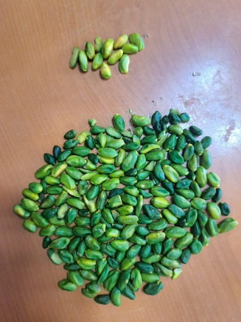 Raw Iranian Pistachio - Image 2
